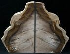 Oregon Petrified Wood Bookends - Ash #12664-1